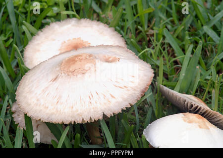 De plus en plus de champignons dans la pelouse. Banque D'Images