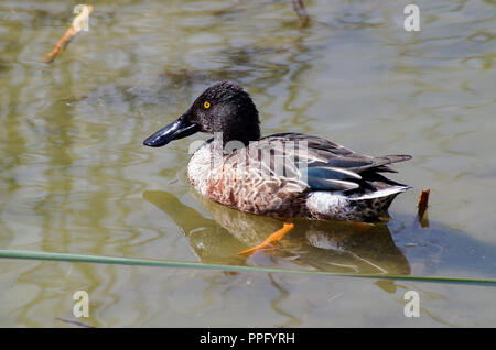 Un canard souchet Drake flotte sur l'eau à l'Leonabelle Turnbull Birding Center à Port Aransas, Texas USA situé non loin de Corpus Christi Banque D'Images