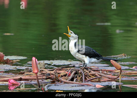 Aigrette garzette appelant Banque D'Images