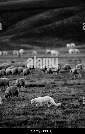 Shepherd Dog avec le troupeau Banque D'Images