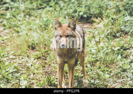 Le Coyote (Canis latrans) de ses pairs par son vert épais couvert forestier au début de l'automne, jardin vintage Banque D'Images