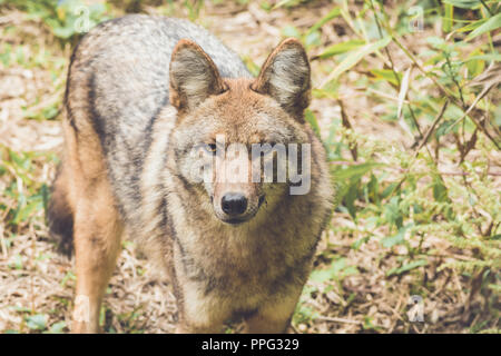 Le Coyote (Canis latrans) de ses pairs par son vert épais couvert forestier au début de l'automne, jardin vintage Banque D'Images