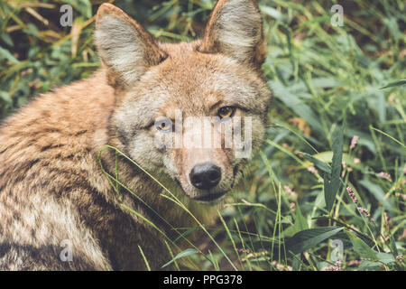 Le Coyote (Canis latrans) de ses pairs par son vert épais couvert forestier au début de l'automne, jardin vintage Banque D'Images