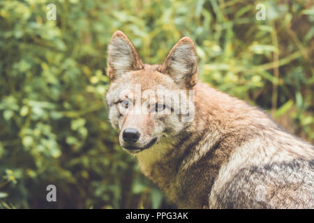 Le Coyote (Canis latrans) de ses pairs par son vert épais couvert forestier au début de l'automne, jardin vintage Banque D'Images