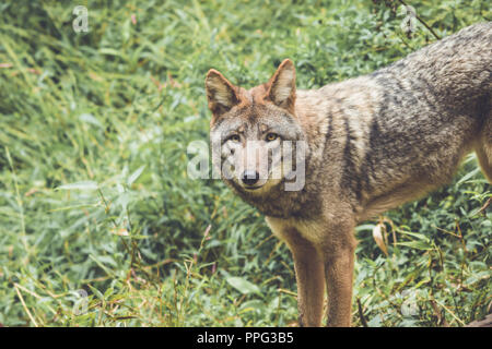 Le Coyote (Canis latrans) de ses pairs par son vert épais couvert forestier au début de l'automne, jardin vintage Banque D'Images