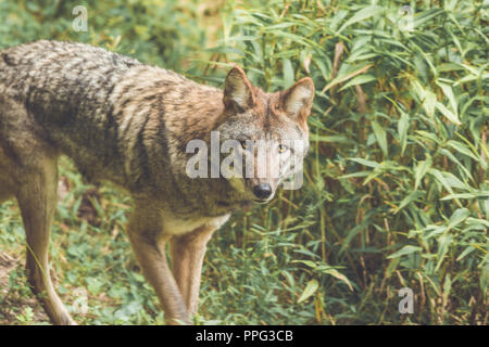 Le Coyote (Canis latrans) de ses pairs par son vert épais couvert forestier au début de l'automne, jardin vintage Banque D'Images