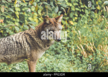 Le Coyote (Canis latrans) de ses pairs par son vert épais couvert forestier au début de l'automne, jardin vintage Banque D'Images