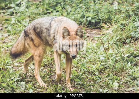 Le Coyote (Canis latrans) de ses pairs par son vert épais couvert forestier au début de l'automne, jardin vintage Banque D'Images