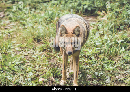 Le Coyote (Canis latrans) de ses pairs par son vert épais couvert forestier au début de l'automne, jardin vintage Banque D'Images