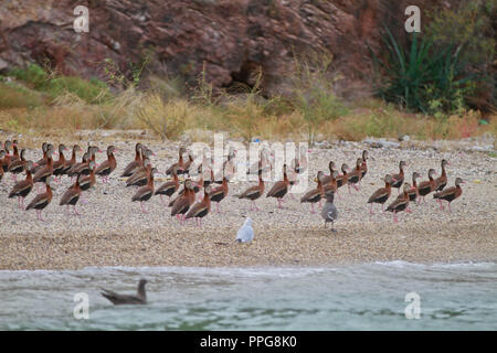 Rapport du port de pêche de Guaymas Sonora. Reportaje del Puerto pesquero de Guaymas Sonora. Banque D'Images