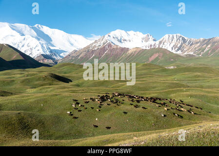 Vue sur le pic Lénine vallée avec troupeau de moutons, le Kirghizistan Banque D'Images