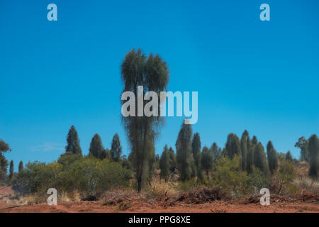 Desert Oak, Allocasuarina decaisneana, dans l'Outback australien, du Territoire du Nord, Australie Banque D'Images