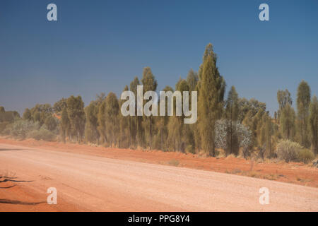 Desert Oak, Allocasuarina decaisneana, dans l'Outback australien, du Territoire du Nord, Australie Banque D'Images