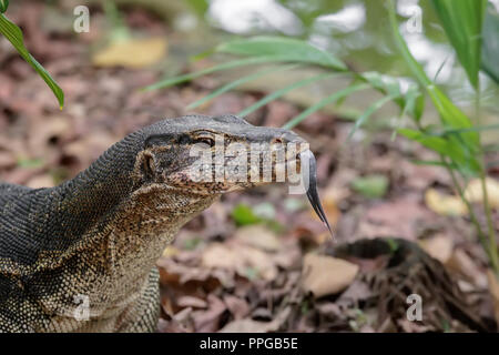 L'eau Malyan Varan au Jardin Botanique de Singapour Banque D'Images