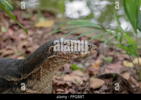 L'eau Malyan Varan au Jardin Botanique de Singapour Banque D'Images