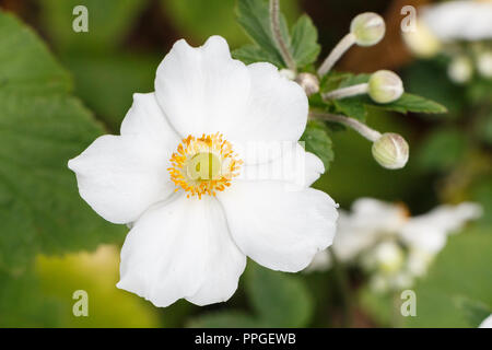 Les bourgeons de fleurs blanches et de l'anémone japonaise Banque D'Images