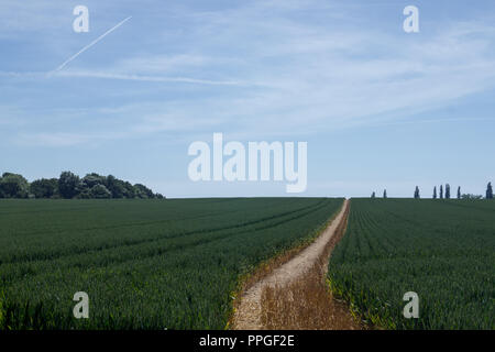 Un champ de blé et les pistes dans l'été à Sawbridgeworth, menant à la CEP dans une journée d'été. Banque D'Images