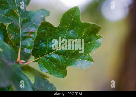 Close up de la feuille d'un arbre Oregon white oak. Banque D'Images