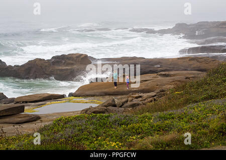 Surf lourd roule en un rocher sur le rivage de la côte du Pacifique de l'Oregon à Yachats, Oregon, sur la fin de l'été, un matin brumeux. Banque D'Images