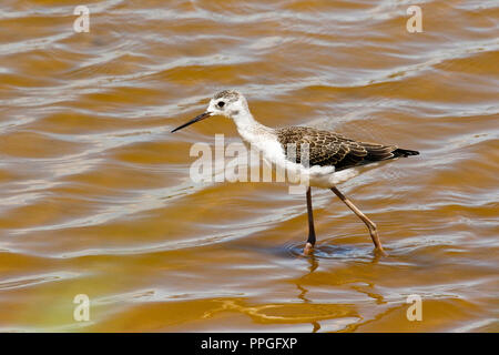 Black-winged Stilt ,Himantopus himantopus, jeune oiseau. Parc naturel du delta de Llobregat. Barcelone. La Catalogne, Espagne Banque D'Images