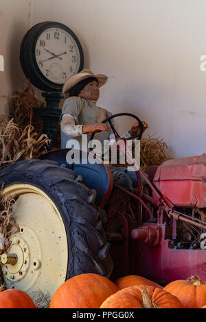 Vintage mannequin de Hispanic American native travailleur agricole à la conduite d'un vieux tracteur antique avec de grandes citrouilles orange à l'avant-plan et d'un retro noir Banque D'Images