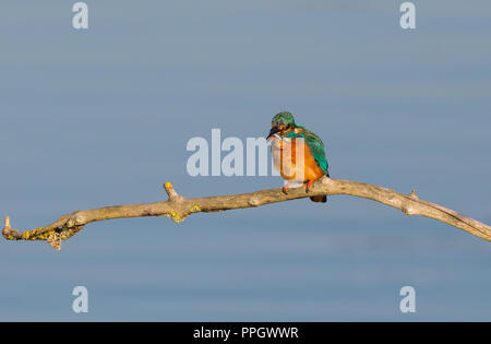 Droitwich, Royaume-Uni. 25 Septembre, 2018. Météo France : avec beaucoup de soleil d'automne d'une durée tout au long de la journée, ce wild bird kingfisher (Alcedo atthis) est dehors et environ occupé dans sa quête de nourriture. soir Credit : Lee Hudson/Alamy Live News Banque D'Images