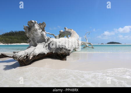 Dead Tree Trunk Whitehaven Beach Whitsundays Sable Blanc Cristal de l'eau claire l'Australie blanche d'été plage Été Banque D'Images