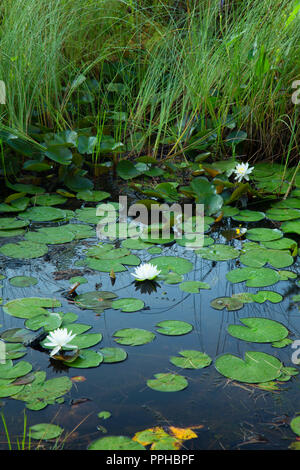 Nénuphar sur l'étang de l'éclair le long du sentier, Nipmuck Nipmuck State Forest, Virginia Banque D'Images