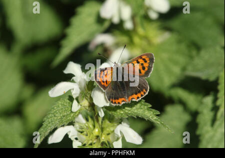 Un joli petit papillon Lycaena phlaeas (cuivre) perché sur un lamier blanc fleur. Banque D'Images