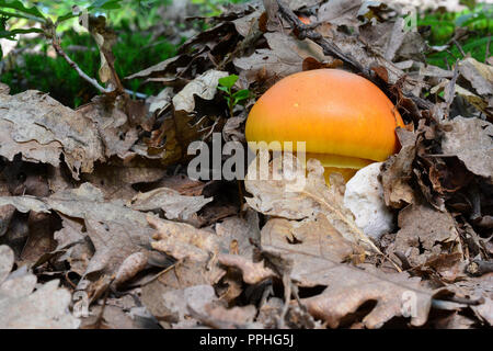 Trésor caché, deux beaux spécimen d'Amanita caesarea ou Caesar's mushrooms sous les feuilles dans l'habitat naturel, la forêt de chêne Banque D'Images