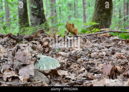 Spécimen jeune, sain de Russula virescens ou Greencracked Brittlegill la moitié des champignons cachés sous les feuilles dans la forêt de chênes Banque D'Images