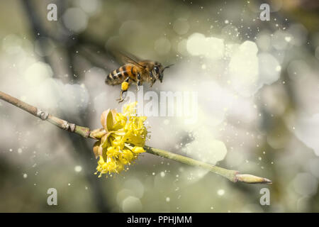 L'abeille recueille le nectar, travaillants avec fond fleur Banque D'Images