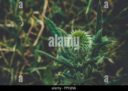 Cirsium vulgare, lance le chardon, chardon vulgaire, commun Chardon, chardon de courte durée avec des plantes à tiges garnies d'épines et de feuilles, de fleurs de mauve rose Banque D'Images