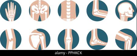 Ensemble d'articulations et les os. Genou jambe, vecteur, du bassin, de l'omoplate, du crâne, du coude, du pied et de la main d'icônes. Squelette d'orthopédie et de symboles sur fond blanc Illustration de Vecteur