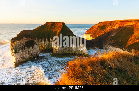 L'environnement et de la mer l'érosion sur les falaises de craie flanquée par les herbes à l'aube à Flamborough Head, Yorkshire, UK. Banque D'Images