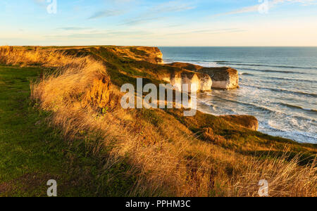 L'environnement et de la mer l'érosion sur les falaises de craie flanquée par les herbes à l'aube à Flamborough Head, Yorkshire, UK. Banque D'Images