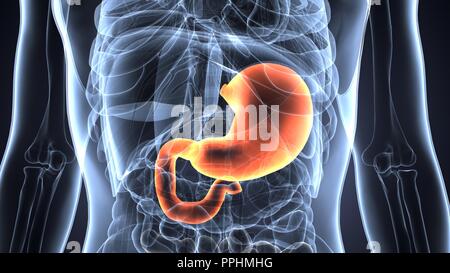 anatomie du système d'estomac masculin du corps humain. Banque D'Images