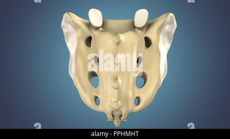 illustration 3d de l'anatomie osseuse sacrée du squelette humain. Banque D'Images