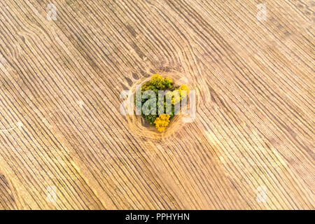 Une vue de dessus de la forêt d'automne les forêts et un champ agricole dans la forêt. La récolte sur un champ de blé. Des provisions de foin pour l'hiver. Russie Banque D'Images