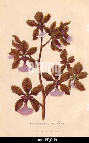 Orchidée Oncidium lanceanum, Leopard. Lithographie coloriée par l'artiste inconnu de James Anderson's 'le nouveau jardinier pratique', Glasgow, 1872. Anderson était le médaillé d'or du Bateman Royal Horticultural Society. Banque D'Images