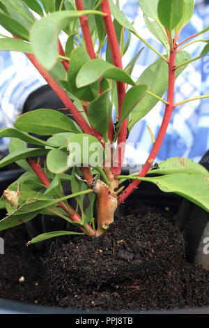 King Protea protea ou connu sous le nom de jeunes isolés de plantes photo: Banque D'Images