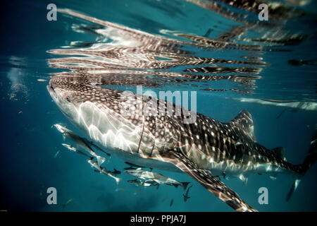 Plongée avec masque et tuba avec requins baleines à Oslob, Philippines Banque D'Images