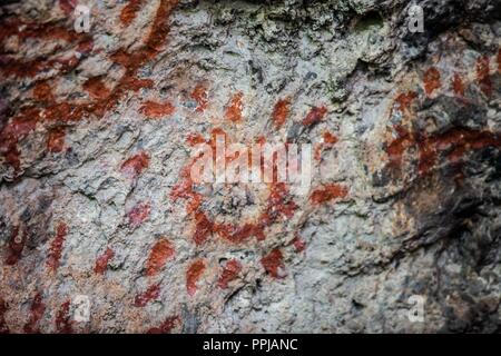 Pinturas. Pared. . Rancho de Santa Barbara **** Reserva Monte Mojino (ReMM) de la Culture naturelle International (CCI) Credito:LuisGutierrez Banque D'Images