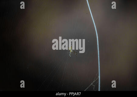 Pinturas. Pared. . Rancho de Santa Barbara **** Reserva Monte Mojino (ReMM) de la Culture naturelle International (CCI) Credito:LuisGutierrez Banque D'Images