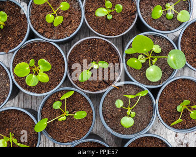 Plusieurs crêpes propagées des boutures dans des pots de jardinage en plastique noir sur une table en bois Banque D'Images