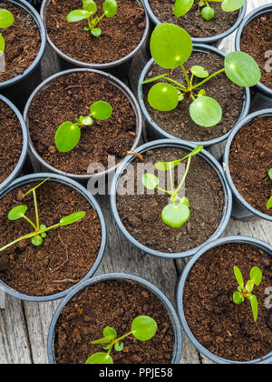 Plusieurs crêpes propagées des boutures dans des pots de jardinage en plastique noir sur une table en bois Banque D'Images