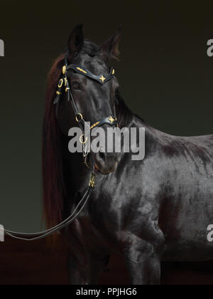 Cheval Baroque noir en stable Banque D'Images