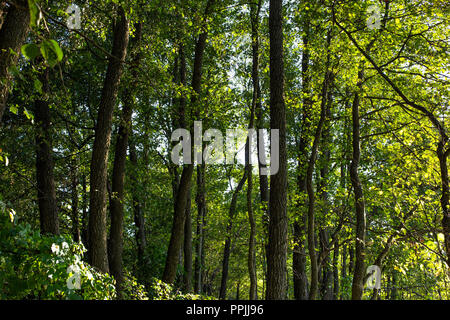 Alnus glutinosa aulne commun nommé forêt. Important L'Europe de l'habitat. L'Ukraine Banque D'Images