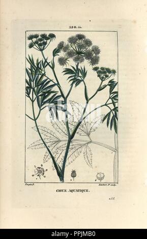 Cowbane ou d'eau du nord, Cicuta virosa. Crépi coloriée à la gravure sur cuivre par Junior Lambert d'après un dessin de Pierre Jean François Turpin de Chaumeton, Poiret et Chamberet's 'La Flore medicale,' Paris, Panckoucke, 1830. Turpin (17751840) a été l'un des trois géants de l'art botanique français de l'époque aux côtés de Pierre Joseph Redoute et Pancrace Bessa. Banque D'Images