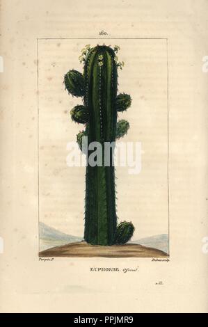 L'euphorbe, Euphorbia officinarum officiel. Crépi coloriée à la gravure sur cuivre par Dubois D'après un dessin de Pierre Jean François Turpin de Chaumeton, Poiret et Chamberet's 'La Flore medicale,' Paris, Panckoucke, 1830. Turpin (17751840) a été l'un des trois géants de l'art botanique français de l'époque aux côtés de Pierre Joseph Redoute et Pancrace Bessa. Banque D'Images